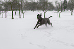 running Mastino Napoletano