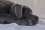 young Mastino Napoletano