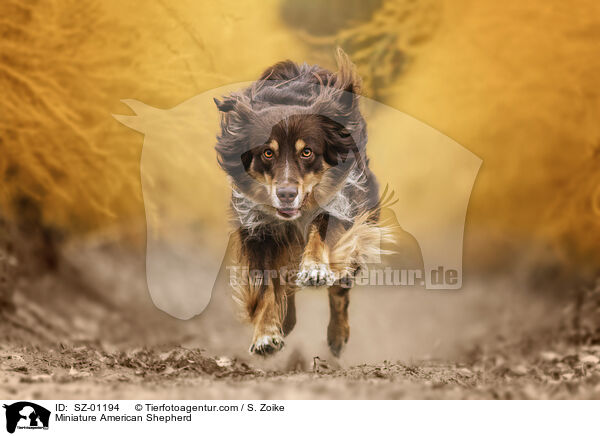Miniature American Shepherd / SZ-01194