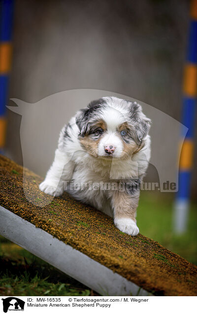 Miniature American Shepherd Welpe / Miniature American Shepherd Puppy / MW-16535