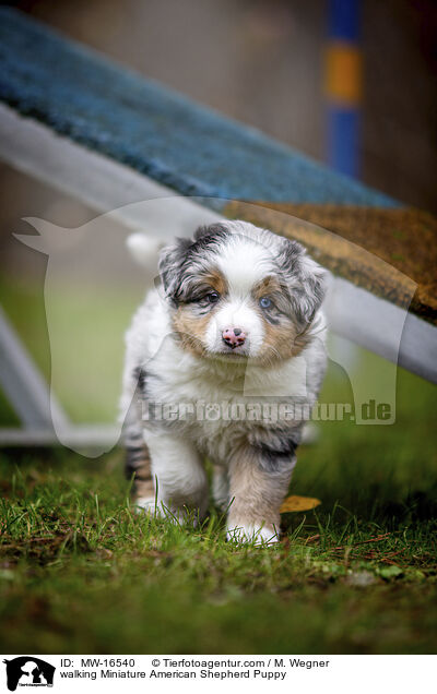 laufender Miniature American Shepherd Welpe / walking Miniature American Shepherd Puppy / MW-16540