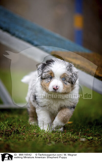 laufender Miniature American Shepherd Welpe / walking Miniature American Shepherd Puppy / MW-16542