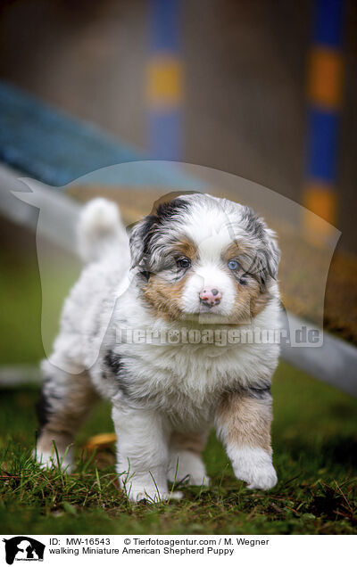 laufender Miniature American Shepherd Welpe / walking Miniature American Shepherd Puppy / MW-16543