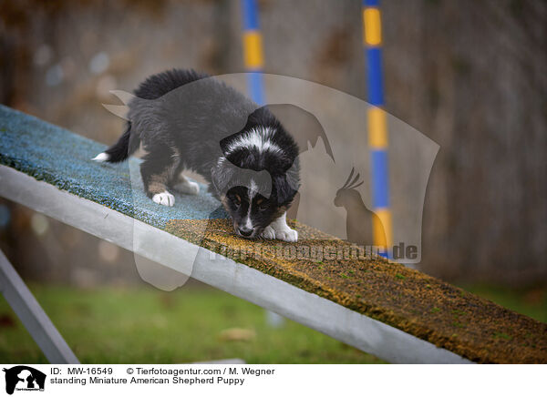 stehender Miniature American Shepherd Welpe / standing Miniature American Shepherd Puppy / MW-16549