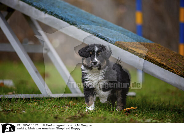 laufender Miniature American Shepherd Welpe / walking Miniature American Shepherd Puppy / MW-16552