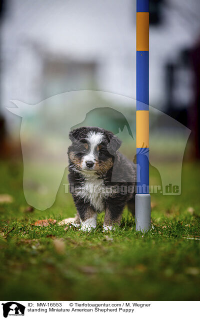 stehender Miniature American Shepherd Welpe / standing Miniature American Shepherd Puppy / MW-16553