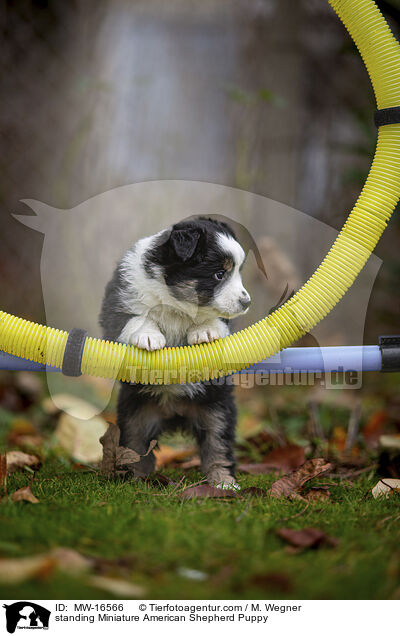 stehender Miniature American Shepherd Welpe / standing Miniature American Shepherd Puppy / MW-16566