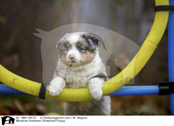 Miniature American Shepherd Welpe / Miniature American Shepherd Puppy / MW-16579