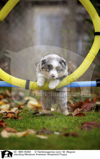 stehender Miniature American Shepherd Welpe / standing Miniature American Shepherd Puppy / MW-16584