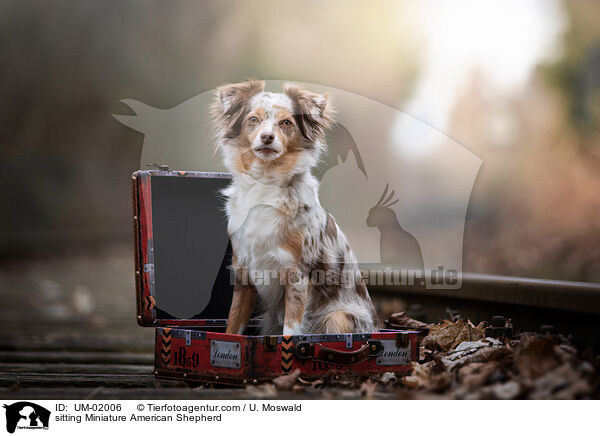 sitting Miniature American Shepherd / UM-02006