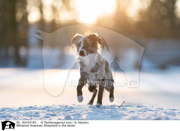 Miniature American Shepherd im Winter / Miniature American Shepherd in the winter / AH-03183