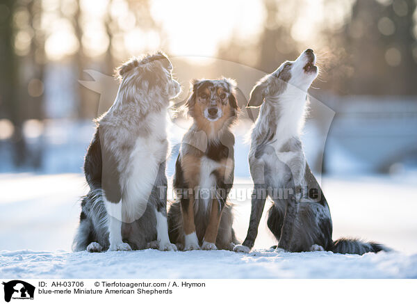 blue-merle Miniature American Shepherds / blue-merle Miniature American Shepherds / AH-03706