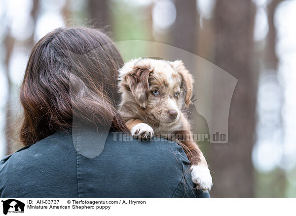 Miniature American Shepherd Welpe / Miniature American Shepherd puppy / AH-03737