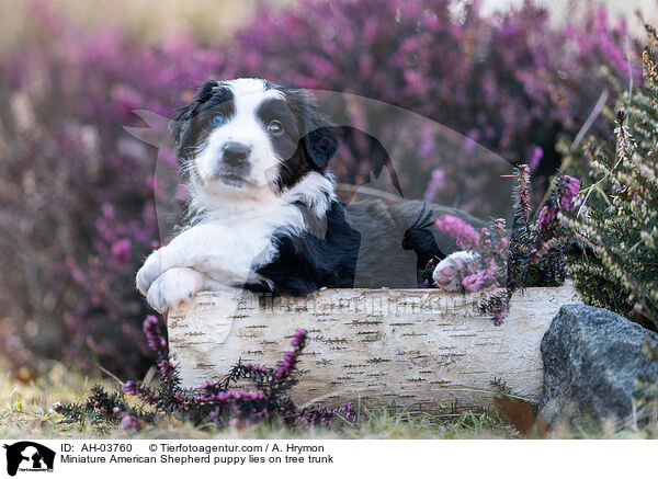 Miniature American Shepherd Welpe liegt auf Baumstamm / Miniature American Shepherd puppy lies on tree trunk / AH-03760