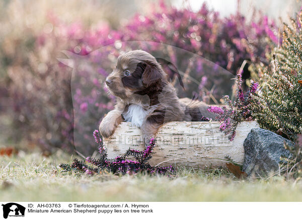 Miniature American Shepherd puppy lies on tree trunk / AH-03763