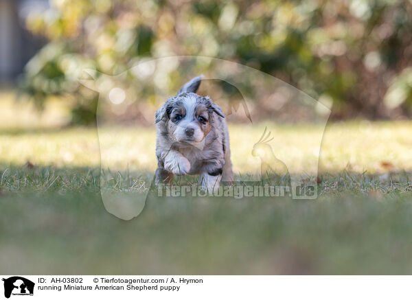 running Miniature American Shepherd puppy / AH-03802