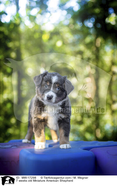 7 Wochen alter Miniature American Shepherd / 7 weeks old Miniature American Shepherd / MW-17298