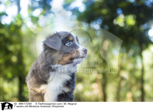 7 Wochen alter Miniature American Shepherd / 7 weeks old Miniature American Shepherd / MW-17299