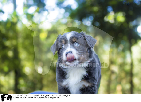 7 Wochen alter Miniature American Shepherd / 7 weeks old Miniature American Shepherd / MW-17300