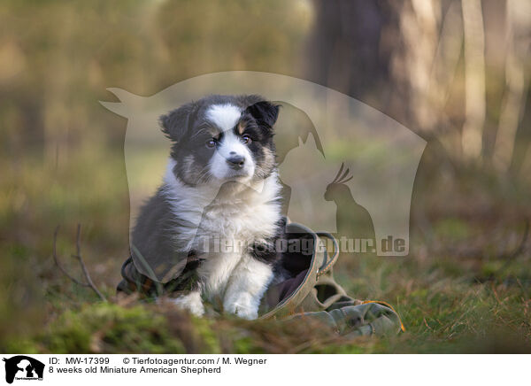 8 Wochen alter Miniature American Shepherd / 8 weeks old Miniature American Shepherd / MW-17399