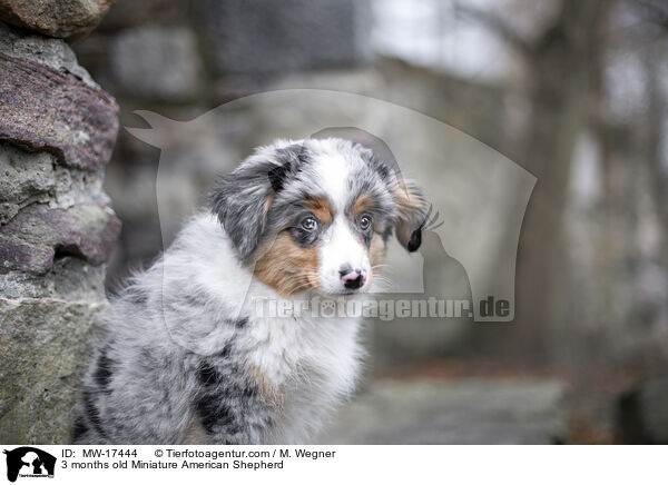 3 Monate alter Miniature American Shepherd / 3 months old Miniature American Shepherd / MW-17444