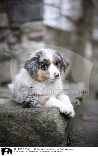 3 Monate alter Miniature American Shepherd / 3 months old Miniature American Shepherd / MW-17458