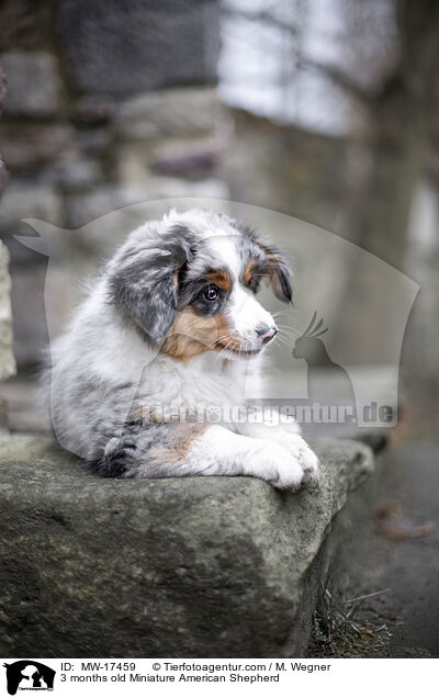 3 Monate alter Miniature American Shepherd / 3 months old Miniature American Shepherd / MW-17459