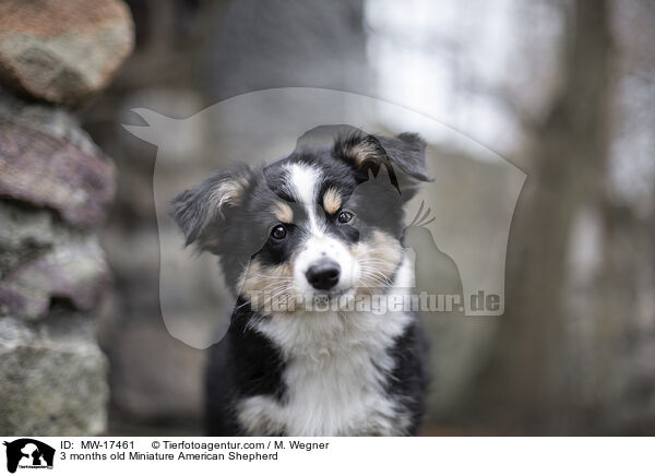 3 Monate alter Miniature American Shepherd / 3 months old Miniature American Shepherd / MW-17461