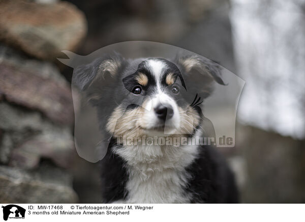 3 Monate alter Miniature American Shepherd / 3 months old Miniature American Shepherd / MW-17468