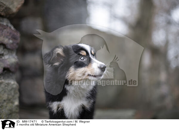 3 months old Miniature American Shepherd / MW-17471