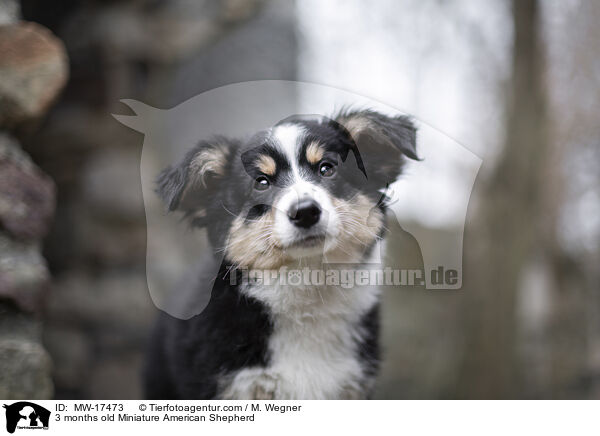 3 Monate alter Miniature American Shepherd / 3 months old Miniature American Shepherd / MW-17473