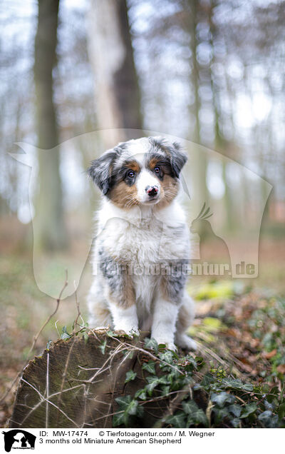 3 Monate alter Miniature American Shepherd / 3 months old Miniature American Shepherd / MW-17474