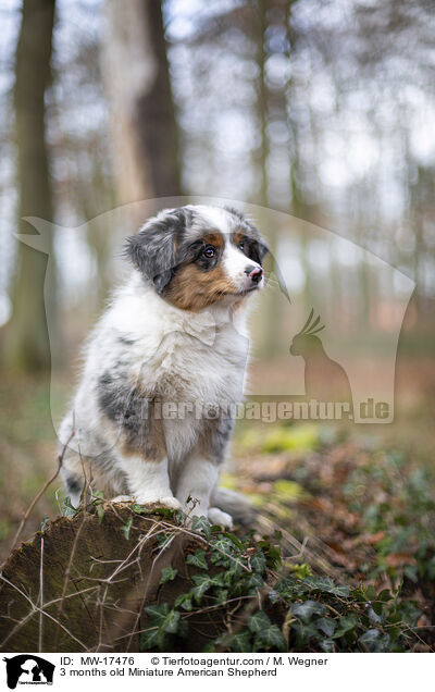 3 Monate alter Miniature American Shepherd / 3 months old Miniature American Shepherd / MW-17476