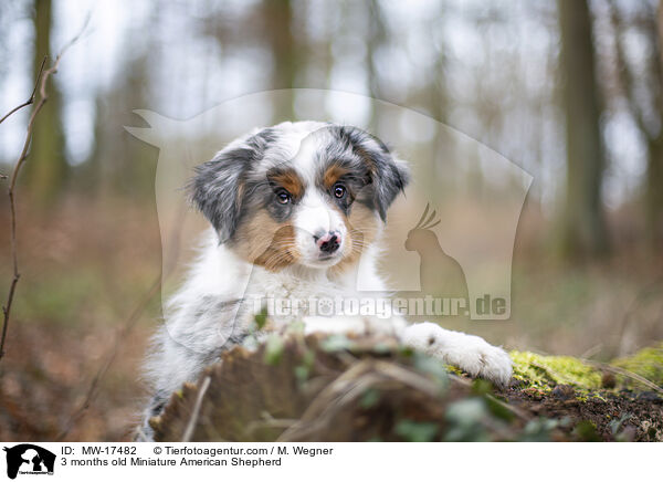3 months old Miniature American Shepherd / MW-17482