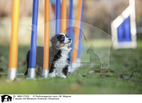 7 Wochen alter Miniature American Shepherd / 7 weeks old Miniature American Shepherd / MW-17525