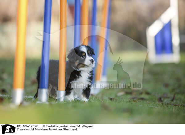 7 Wochen alter Miniature American Shepherd / 7 weeks old Miniature American Shepherd / MW-17526