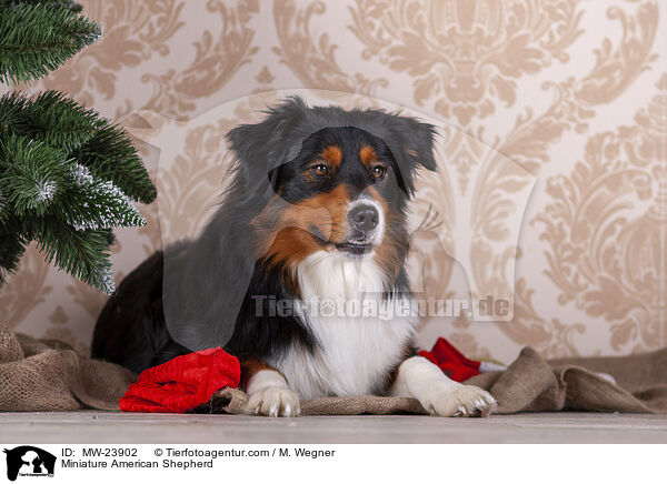 Miniature American Shepherd / Miniature American Shepherd / MW-23902
