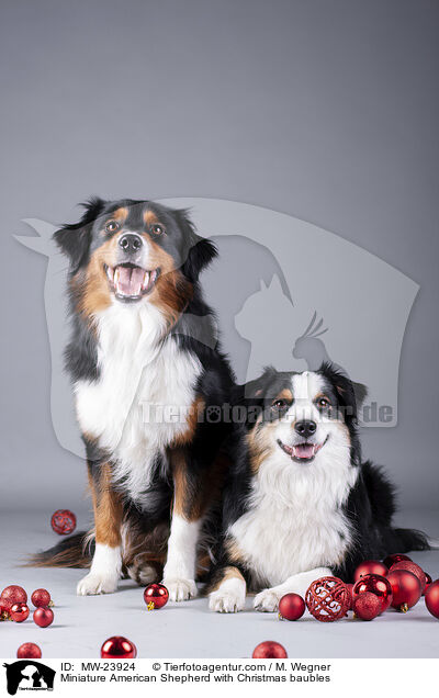 Miniature American Shepherd mit Christbaumkugeln / Miniature American Shepherd with Christmas baubles / MW-23924