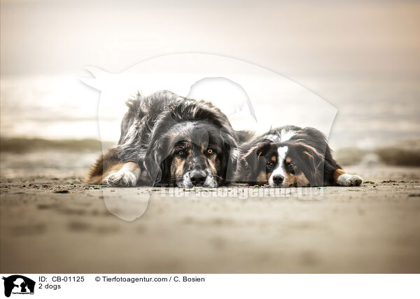 2 Hunde / 2 dogs / CB-01125