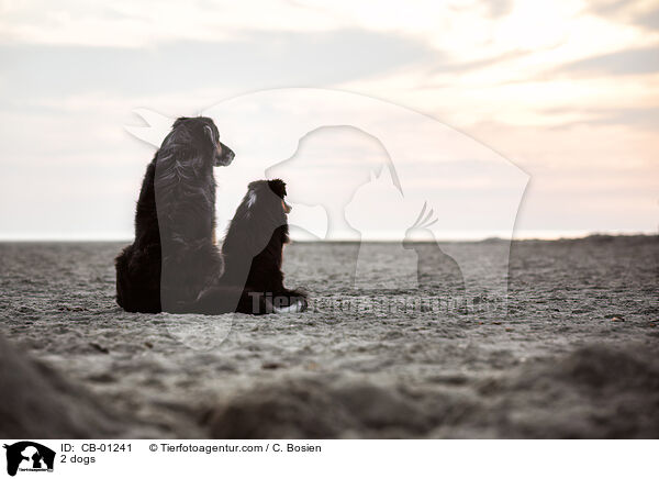 2 Hunde / 2 dogs / CB-01241