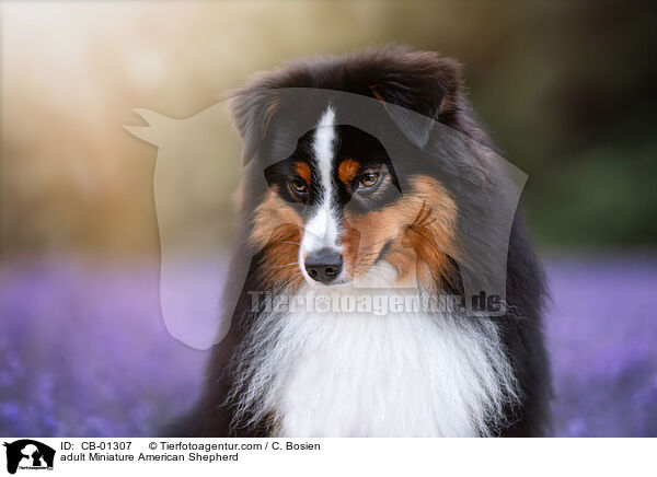 adult Miniature American Shepherd / CB-01307