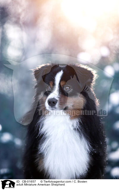 erwachsener Miniature American Shepherd / adult Miniature American Shepherd / CB-01657