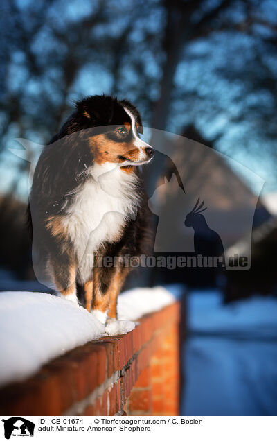 erwachsener Miniature American Shepherd / adult Miniature American Shepherd / CB-01674