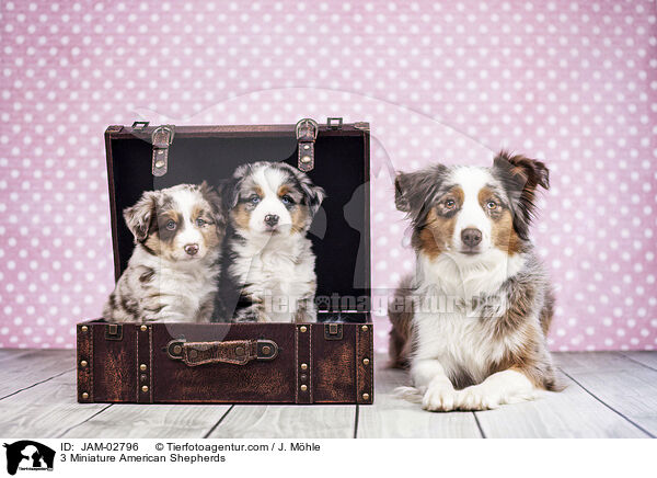 3 Miniature American Shepherds / 3 Miniature American Shepherds / JAM-02796