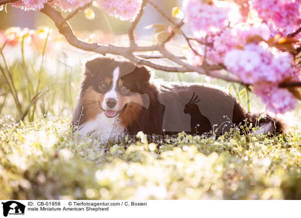 Miniature American Shepherd Rde / male Miniature American Shepherd / CB-01958