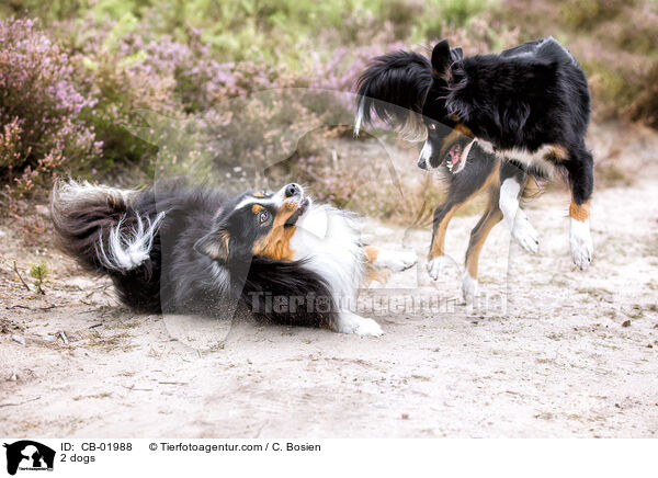 2 Hunde / 2 dogs / CB-01988