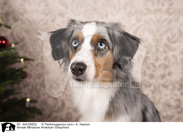 Miniature American Shepherd Hndin / female Miniature American Shepherd / AH-05602