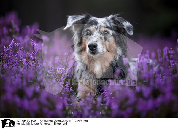 Miniature American Shepherd Hndin / female Miniature American Shepherd / AH-06305