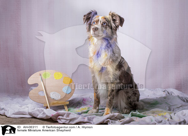 Miniature American Shepherd Hndin / female Miniature American Shepherd / AH-06311