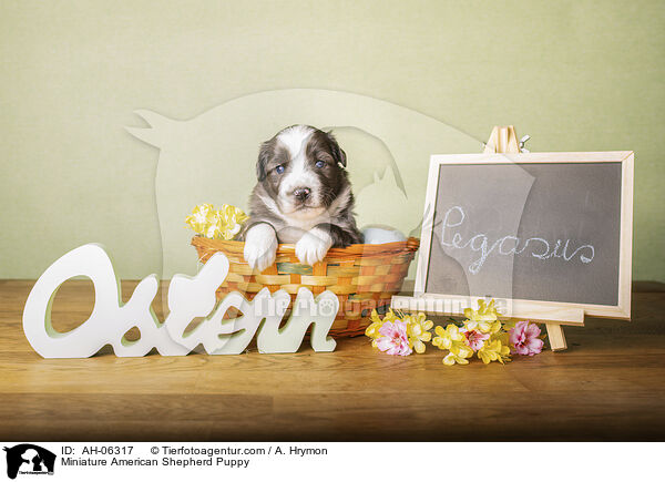 Miniature American Shepherd Puppy / AH-06317